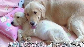 狗狗在线观看,在线观看世界奇观