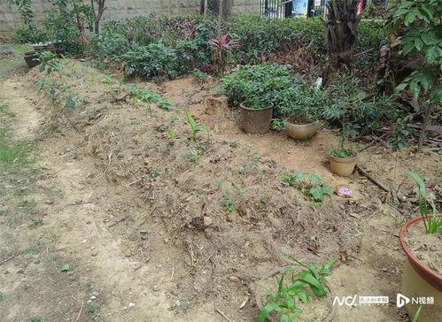 玉圭园最新爆料,揭秘神秘古墓宝藏与千年传奇  第2张